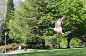 Image 896
