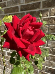 Image 1097