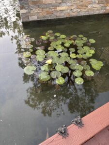 Image 989