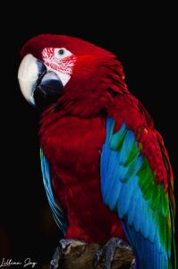Image 1534
